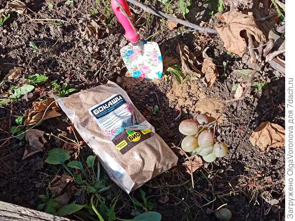 Как подготовить виноград к зиме. Подкормки, обрезка и укрытие