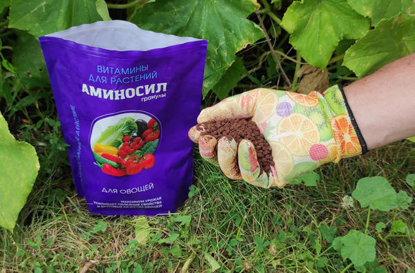 Огурцы устали? Как оживить растения и продлить сбор урожая