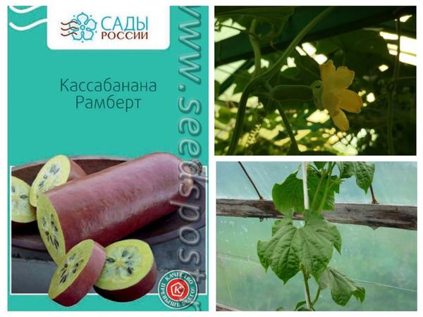 Экзотические овощи для выращивания на даче: обзор