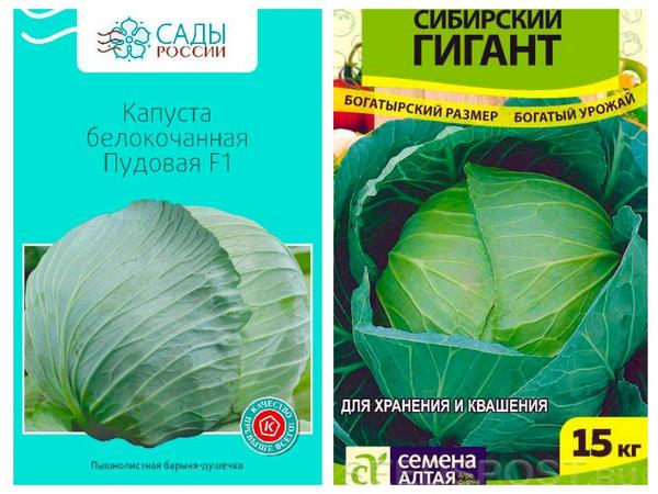 Самые крупные сорта белокочанной капусты: топ-5