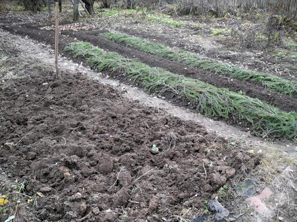 Лук под зиму: преимущества и особенности посадки