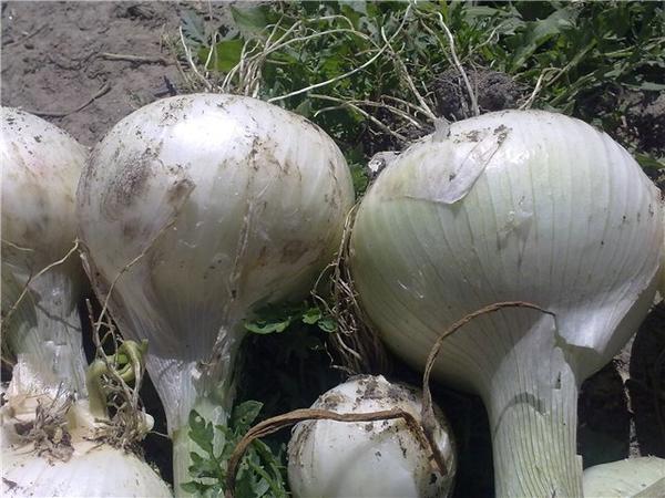 Сорта белого лука, их отличие от обычного репчатого, применение