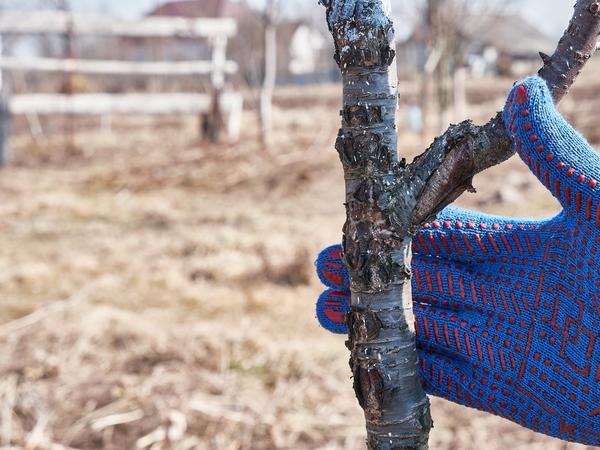 Побелка деревьев осенью: ответы на 15 главных вопросов
