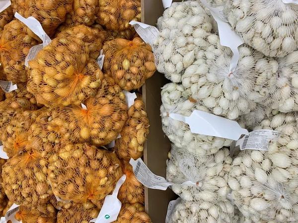 Сорта белого лука, их отличие от обычного репчатого, применение