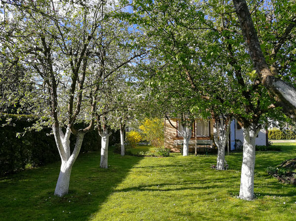 Плодовые культуры, от которых дачники часто отказываются: что идет не так?