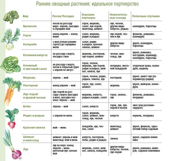 Севооборот и подбор совместимых растений для ранних овощных культур
