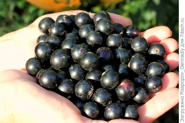 Черная смородина: сорта, агротехника. Личный опыт выращивания