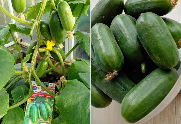От рогатого огурца до морской спаржи: 16 диковинок с дачных грядок &mdash; и как их вырастить
