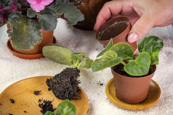 Удобрение из дрожжей для комнатных цветов: рецепт и польза