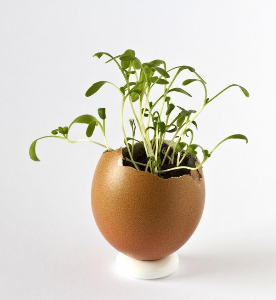 Емкости для рассады: бумажные соты, торфяные таблетки и еще 13 вариантов